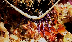 Raja Ampat 2016 - Panulirus versicolor - Painted spiny lobster - Langouste multicolore - Juvenile - IMG_4982_rc